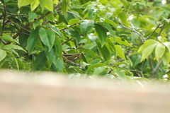 Schistocerca flavofasciata