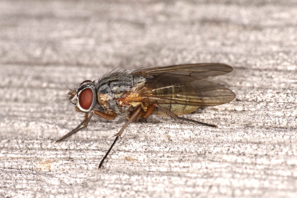 Thricops simplex from Dzūkija National Park, Žiogeliai, Alytus Region ...