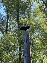 Corvus brachyrhynchos