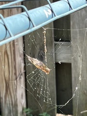 Cyclosa