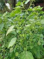 Physalis nicandroides