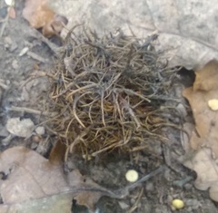 Andricus caputmedusae