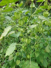 Physalis nicandroides