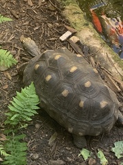 Chelonoidis carbonarius