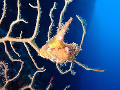 Pteria hirundo