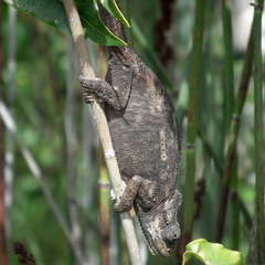 Bradypodion damaranum