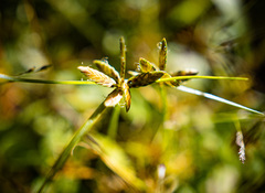 Cyperus flavescens