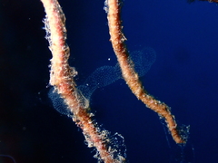 Collozoum inerme