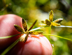 Cyperus flavescens