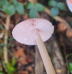 Mycena rosea