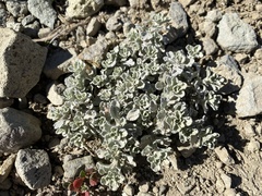 Eriogonum ovalifolium