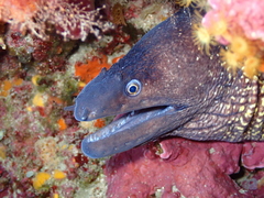 Muraena helena