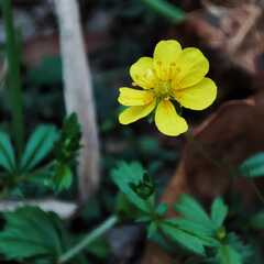 Potentilla erecta