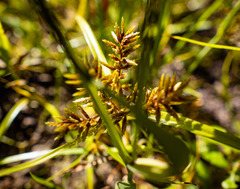 Cyperus erythrorhizos
