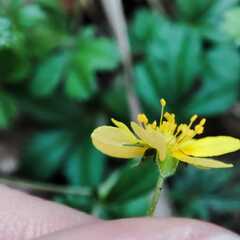 Potentilla erecta