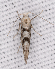 Argyresthiidae