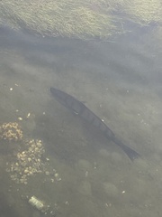Atractoscion nobilis