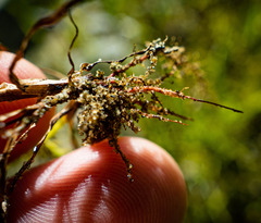 Cyperus erythrorhizos