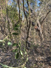 Styphnolobium affine