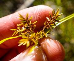 Cyperus erythrorhizos