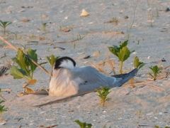 Sterna hirundo