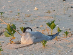 Sterna hirundo