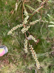 Persicaria glabra