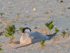 Sterna hirundo