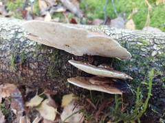 Fungi