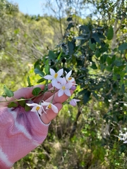 Solanum laxum