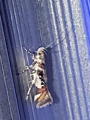 Aristotelia elegantella