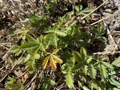 Potentilla gracilis