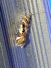 Aristotelia elegantella