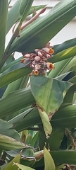 Alpinia nutans