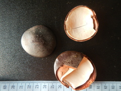 Mora excelsa