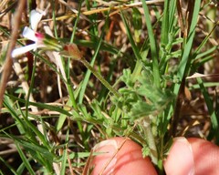 Pelargonium senecioides