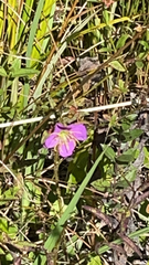 Rhexia virginica