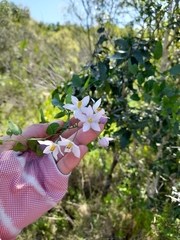 Solanum laxum
