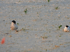 Sterna hirundo