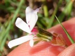 Pelargonium senecioides