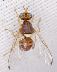 Bactrocera oleae