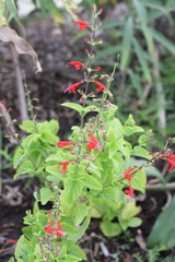 Salvia splendens