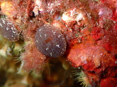 Aplidium fuscum