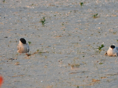 Sterna hirundo