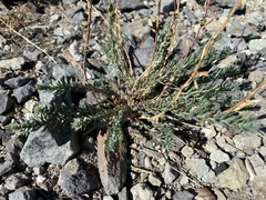 Linum lewisii