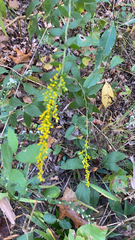 Solidago ulmifolia