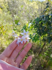 Solanum laxum