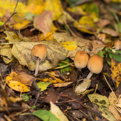 Coprinellus micaceus