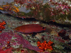 Symphodus mediterraneus