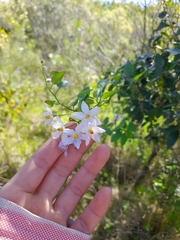 Solanum laxum